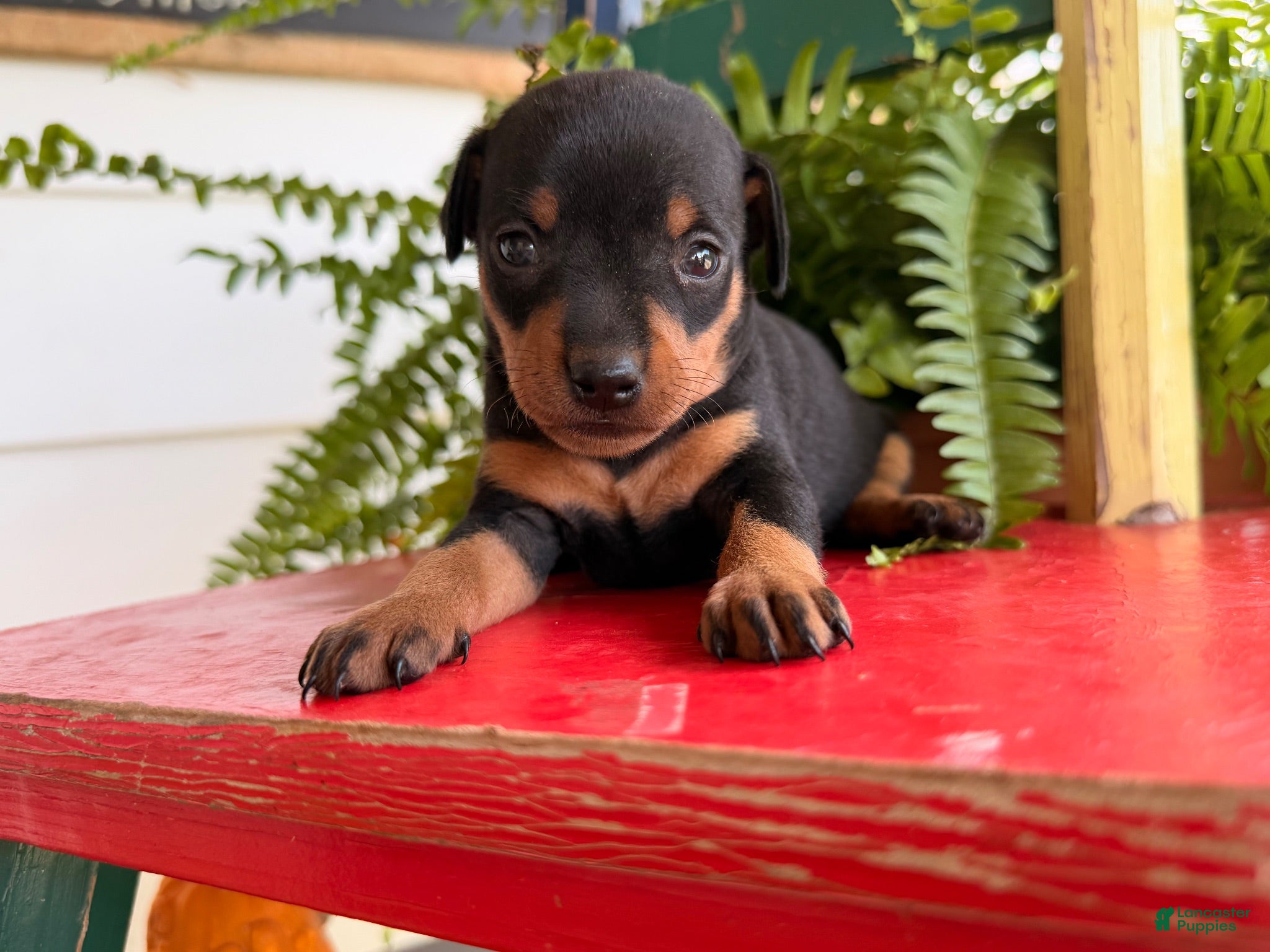 Miniature Pinscher dogs Mocha  - Ad 1