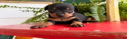 Miniature Pinscher dogs for sale: Mocha  - Ad 1