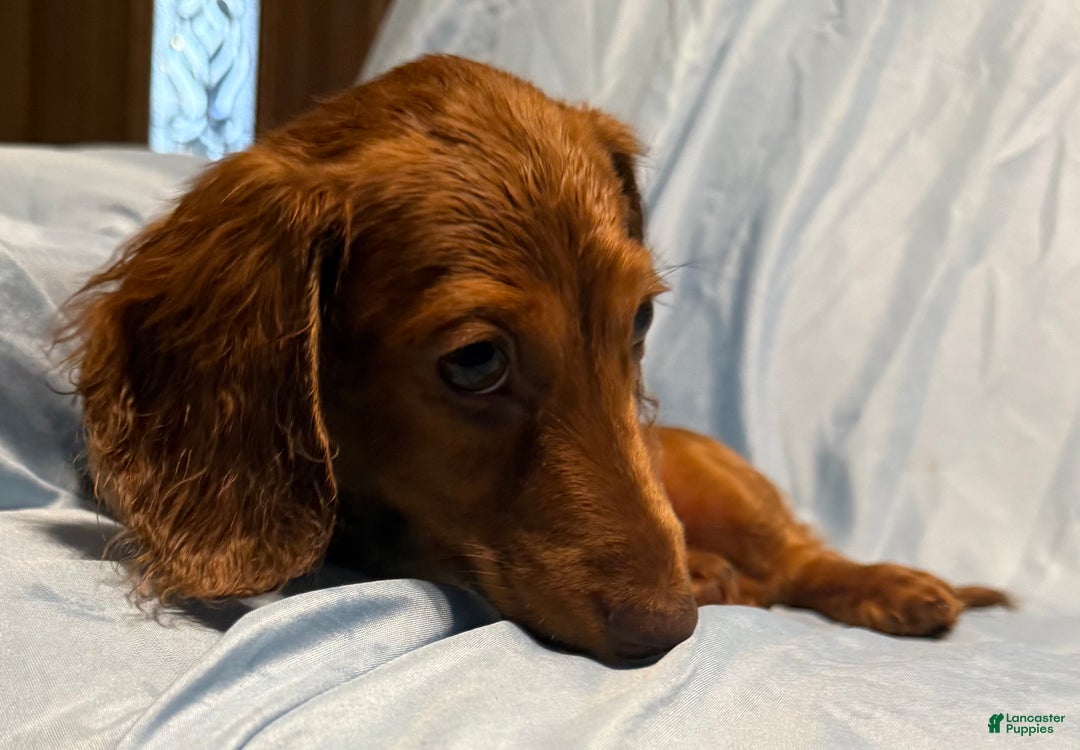 Miniature Dachshund dogs for sale: Sunny - Ad 2