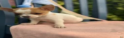 Chihuahua dogs for sale: Honey - Ad 13