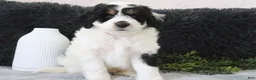 Mini Bernedoodle dogs for sale: Speckles - Ad 3