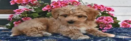 Maltipoo dogs for sale: Cinnamon - Ad 2