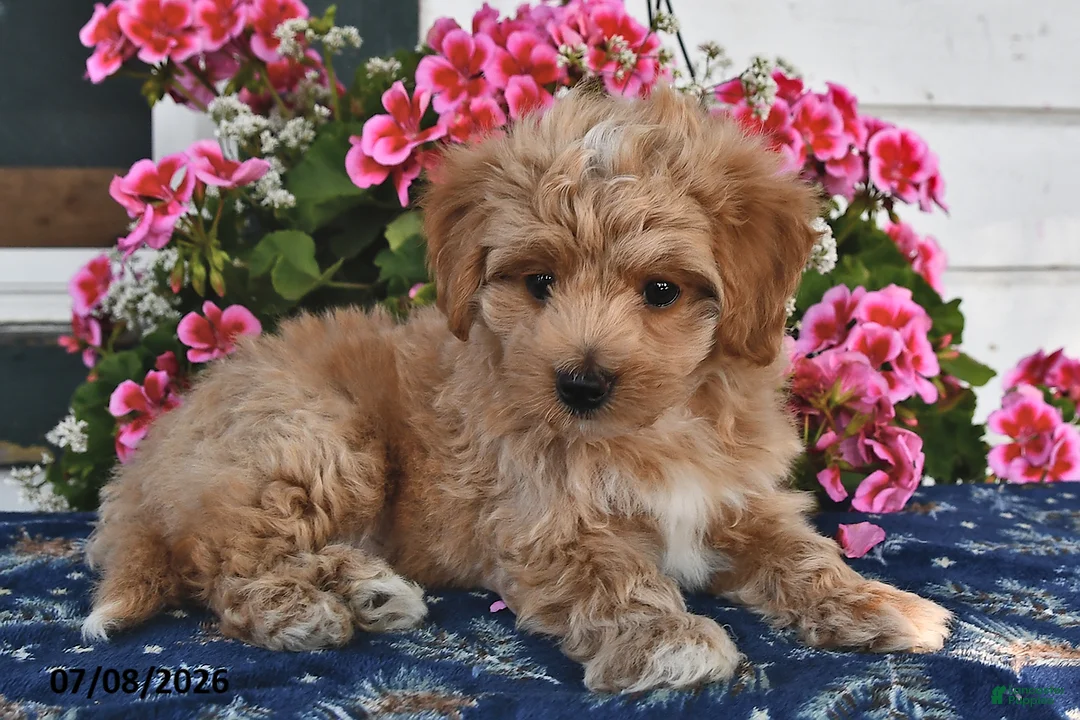 Maltipoo dogs for sale: Cinnamon - Ad 2