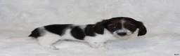 Miniature Dachshund dogs for sale: Max - Ad 3