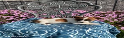 Jack Russell Terrier dogs for sale: Dana - Ad 3