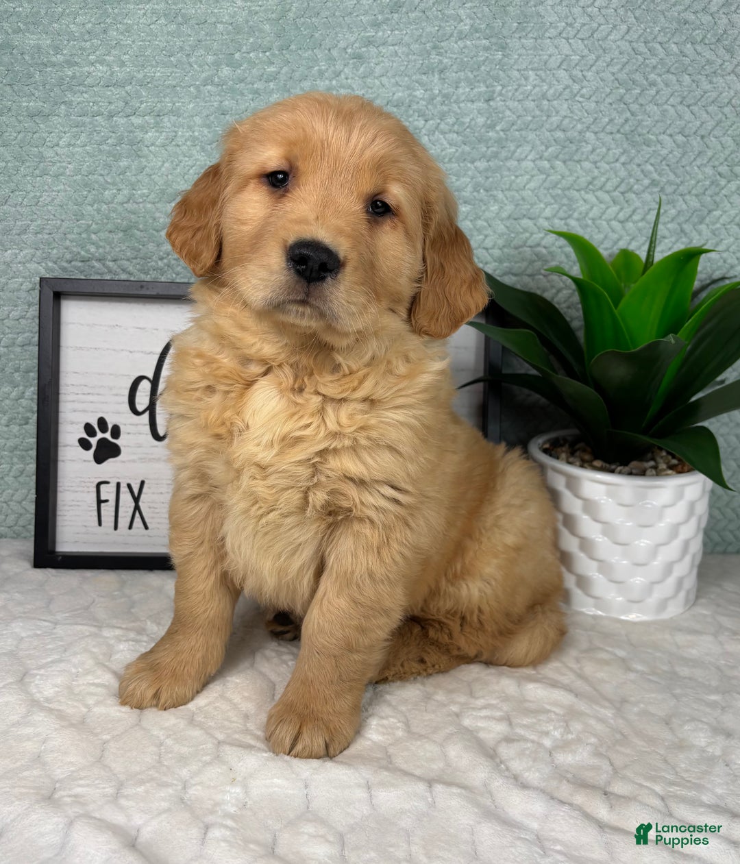 Golden Retriever dogs for sale: Greyson - Ad 3