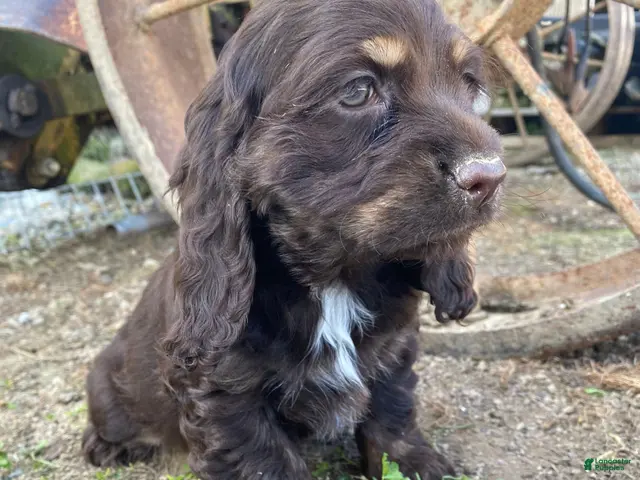 Cocker Spaniel dogs Lisa - Ad 1