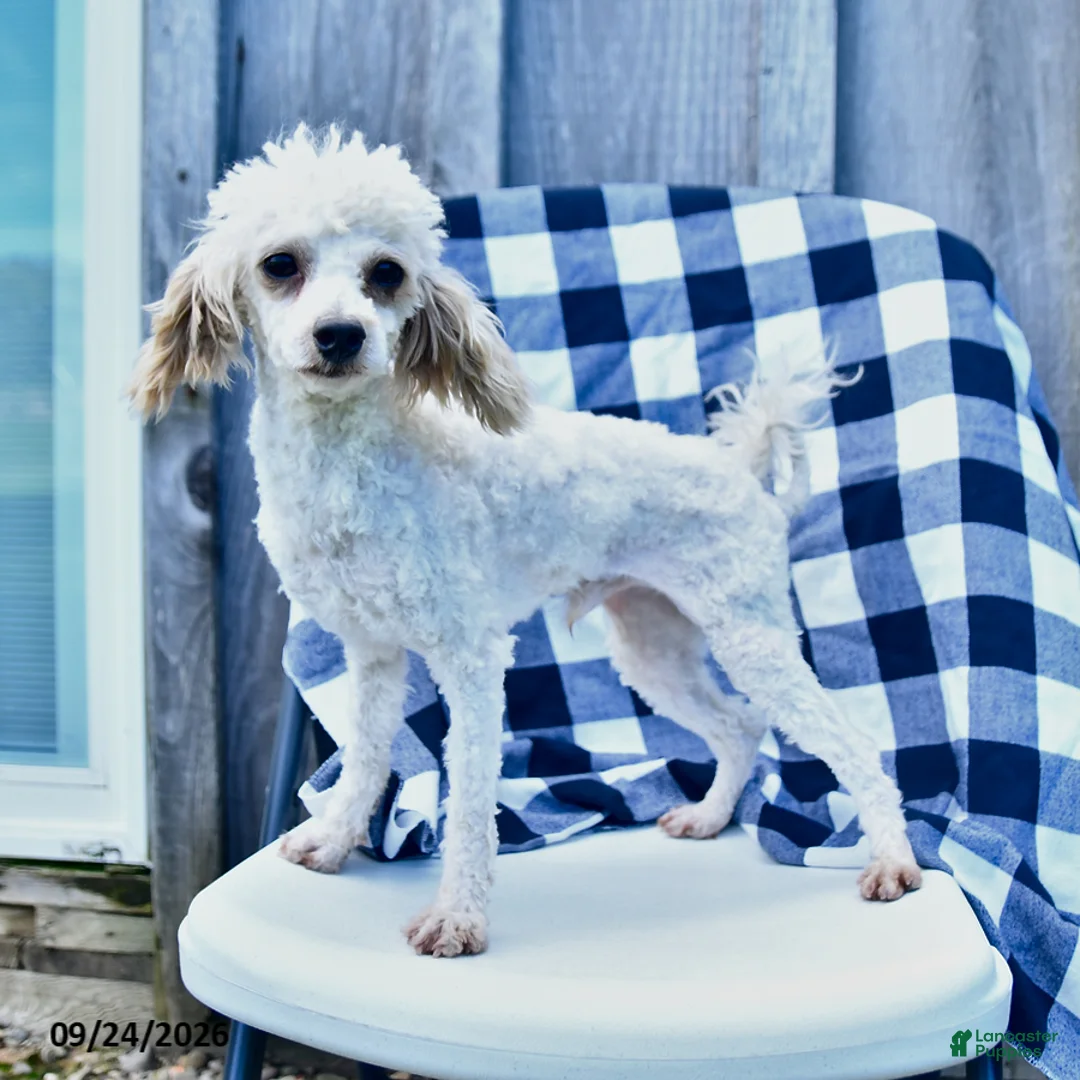 Toy Poodle dogs for sale: Sage - Ad 3