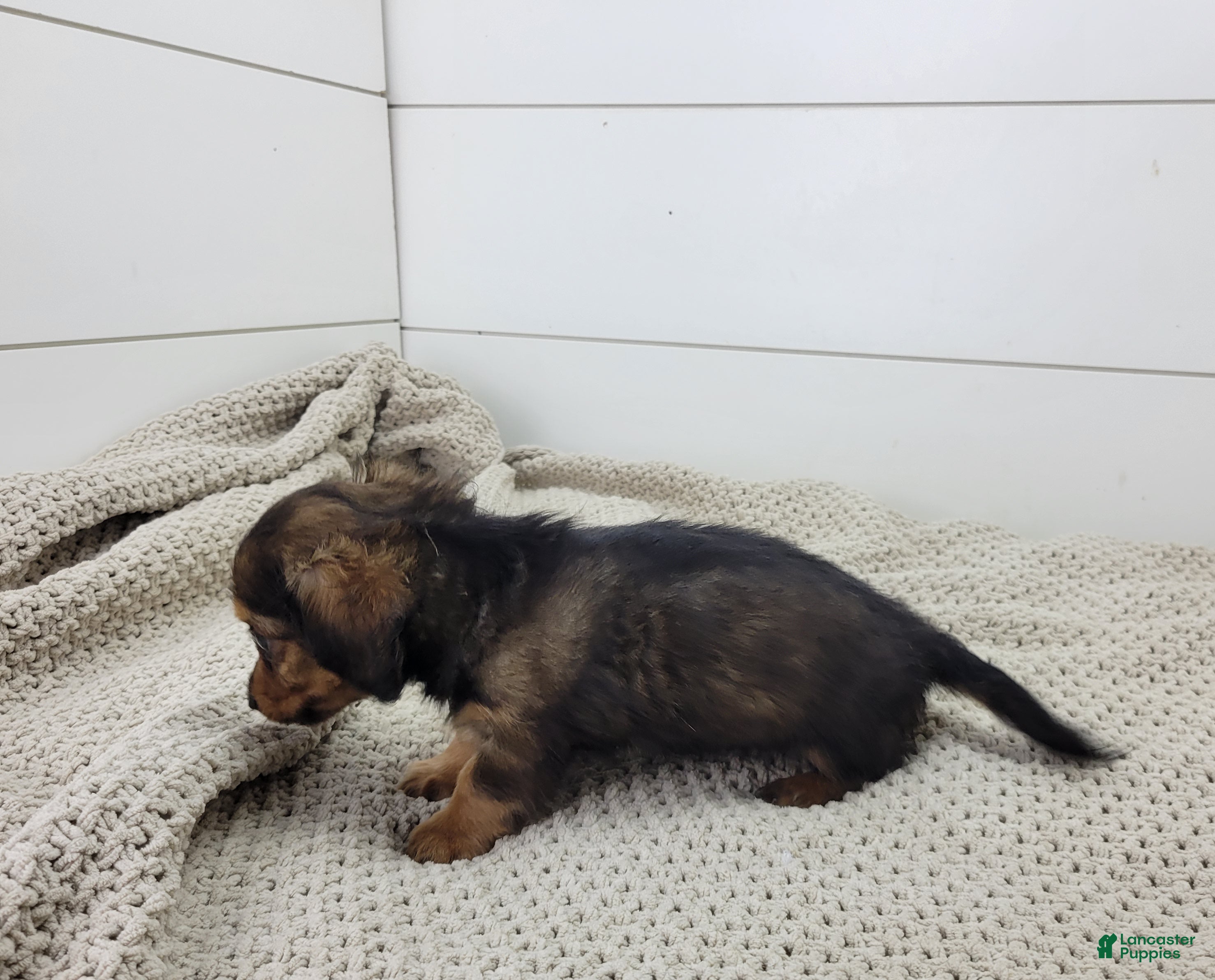 Miniature Dachshund dogs Oakley - Ad 2