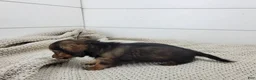 Miniature Dachshund dogs for sale: Oakley - Ad 2