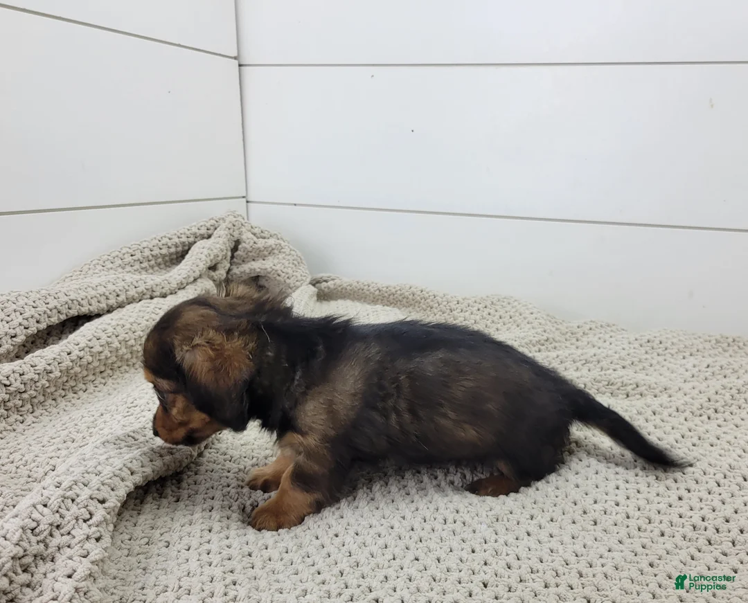 Miniature Dachshund dogs for sale: Oakley - Ad 2