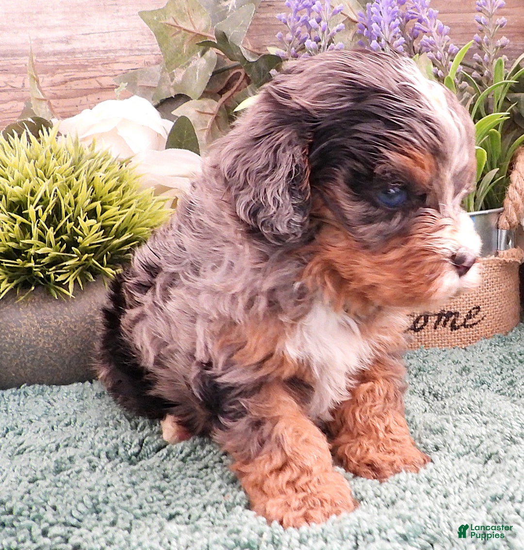 Cavapoo dogs for sale: Cavapoo Blue Merle Male #6 (Autumn's) - Ad 3