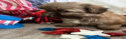 Shih Tzu dogs for sale: Kona - Ad 10