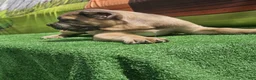 Cane Corso dogs for sale: ZEUS - Ad 22
