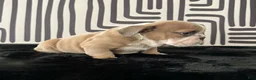 English Bulldog dogs for sale: Bongo - Ad 7