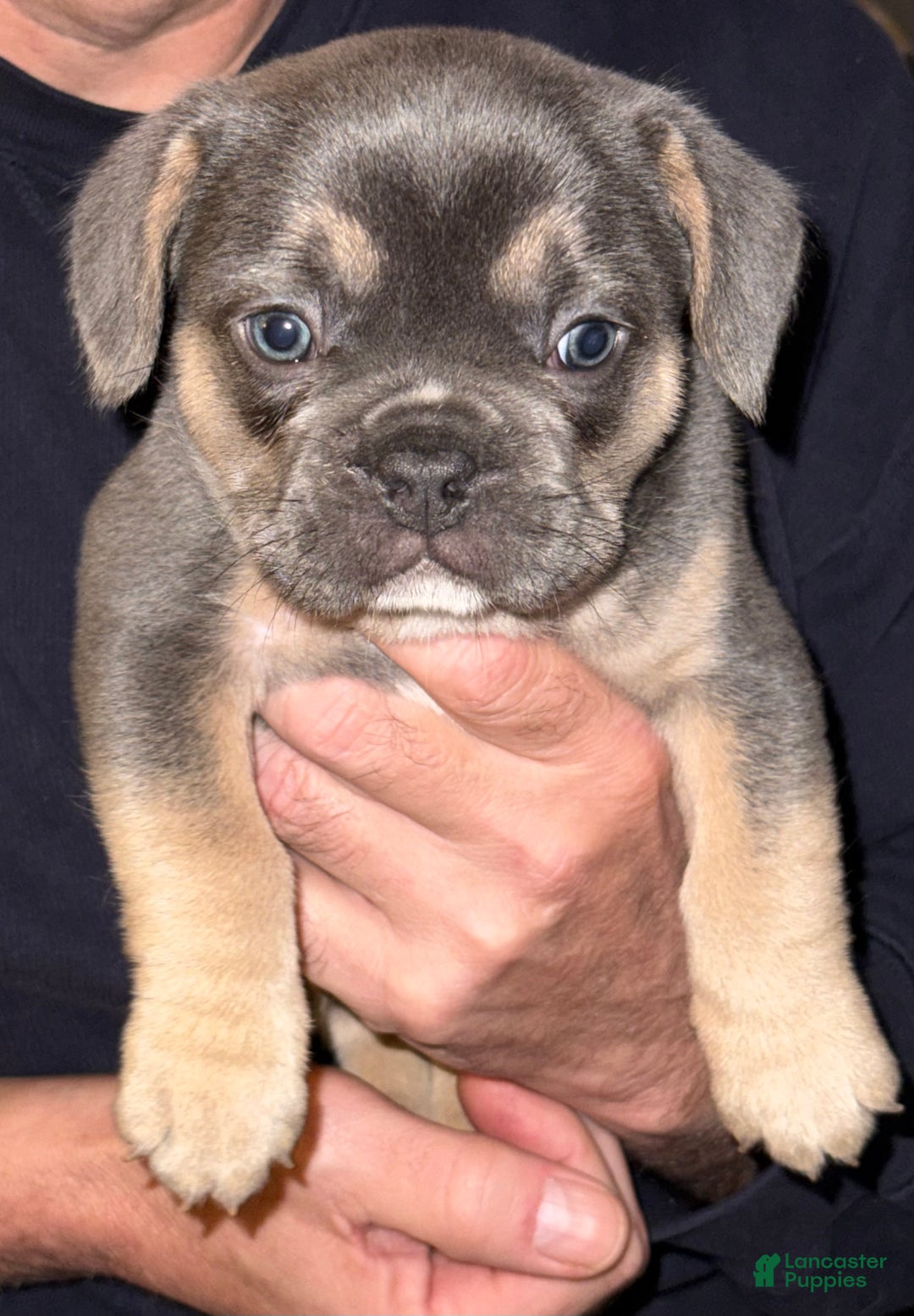 French Bulldog dogs for sale: French Bulldog Puppy 2 - Ad 6