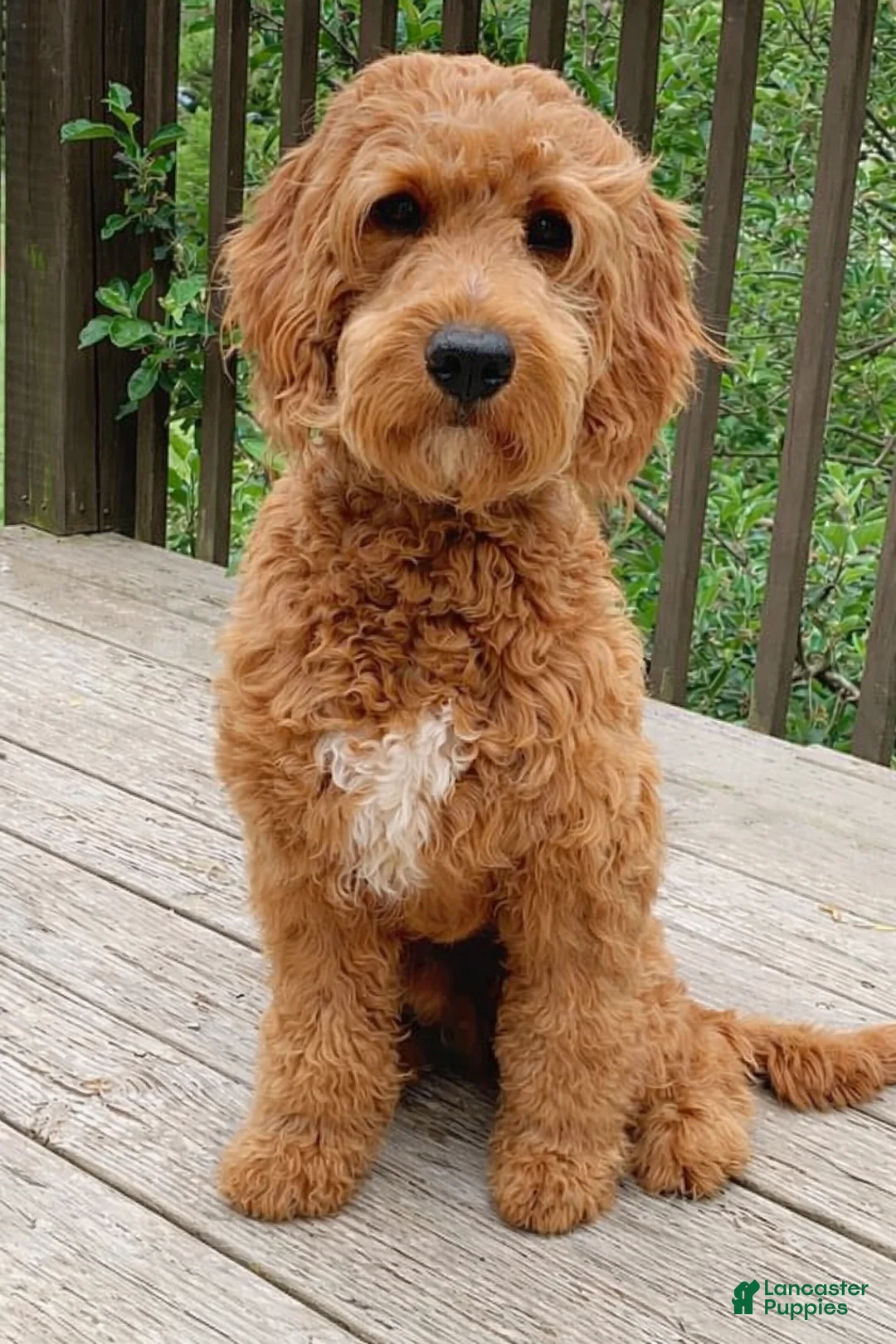 Mini Goldendoodle dogs for sale: Lainey - Ad 5