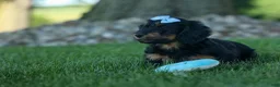 Miniature Dachshund dogs for sale: Harley  🦴🐶 - Ad 14