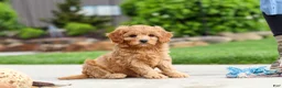 Cavapoo dogs for sale: Poppy - Ad 8