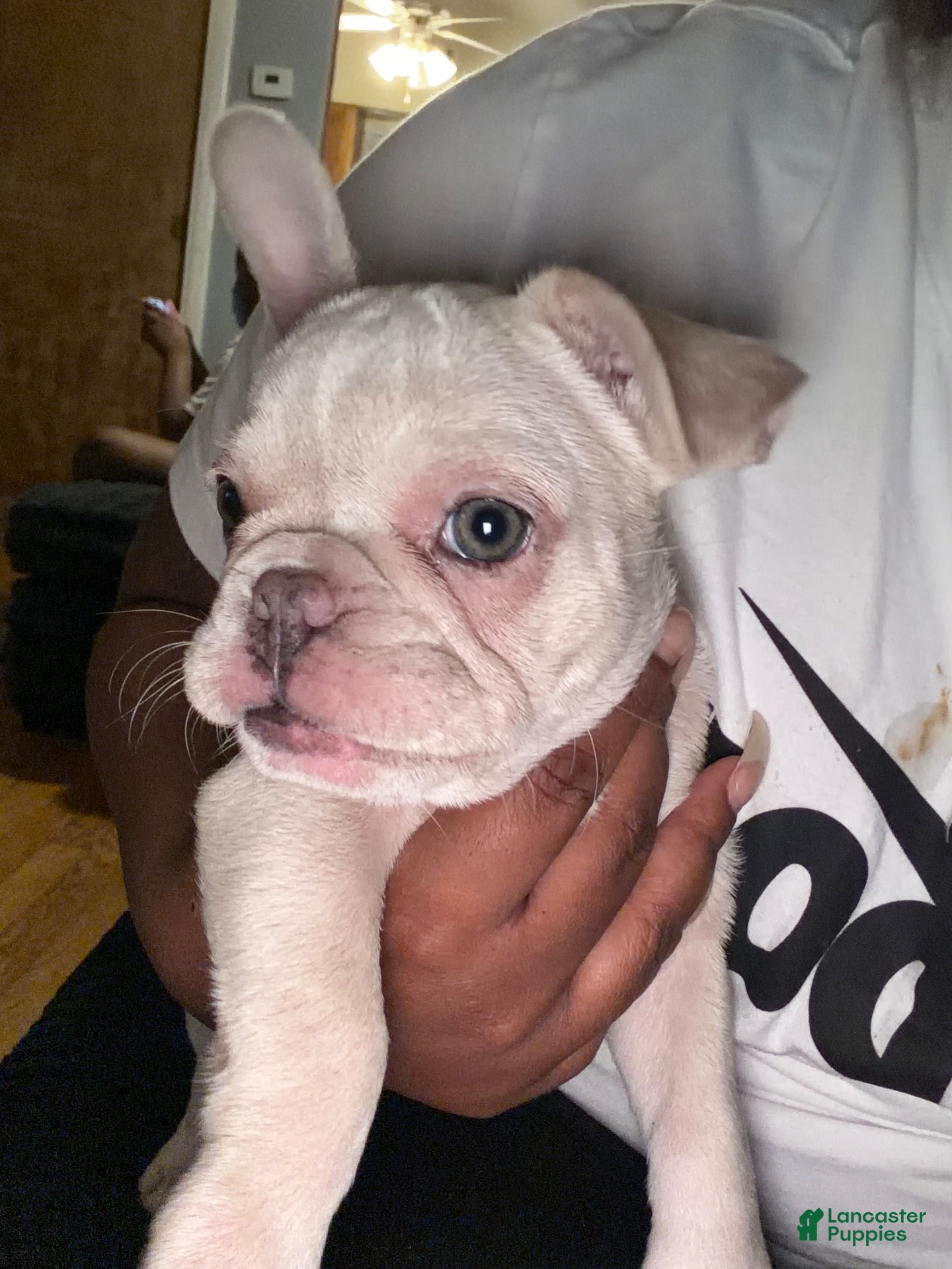 French Bulldog dogs for sale: French Bulldog 2 - Ad 1
