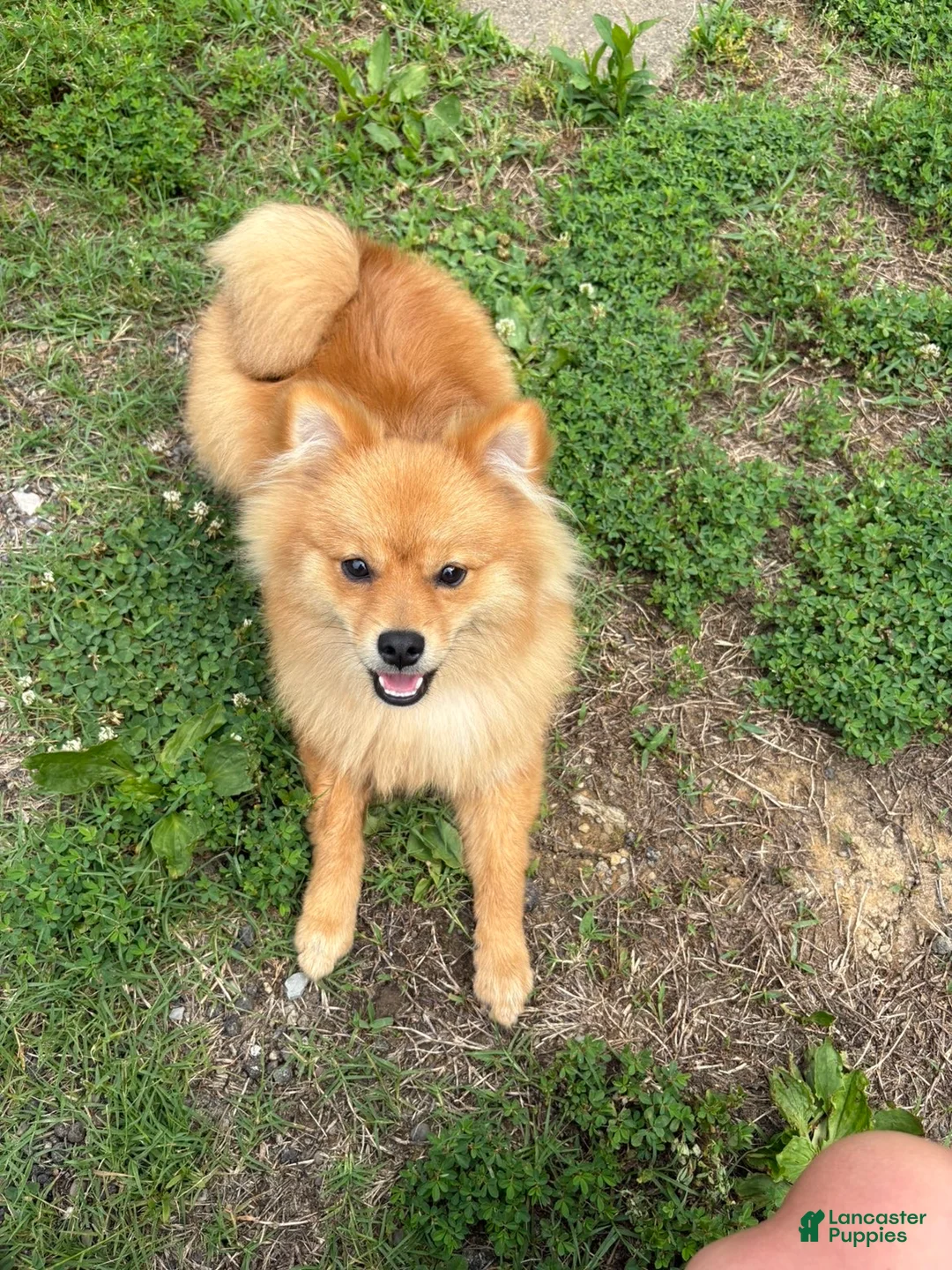 Pomeranian dogs for sale: Pomeranian 1 - Ad 2