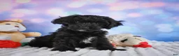 Miniature Poodle dogs for sale:  Paul - Ad 1