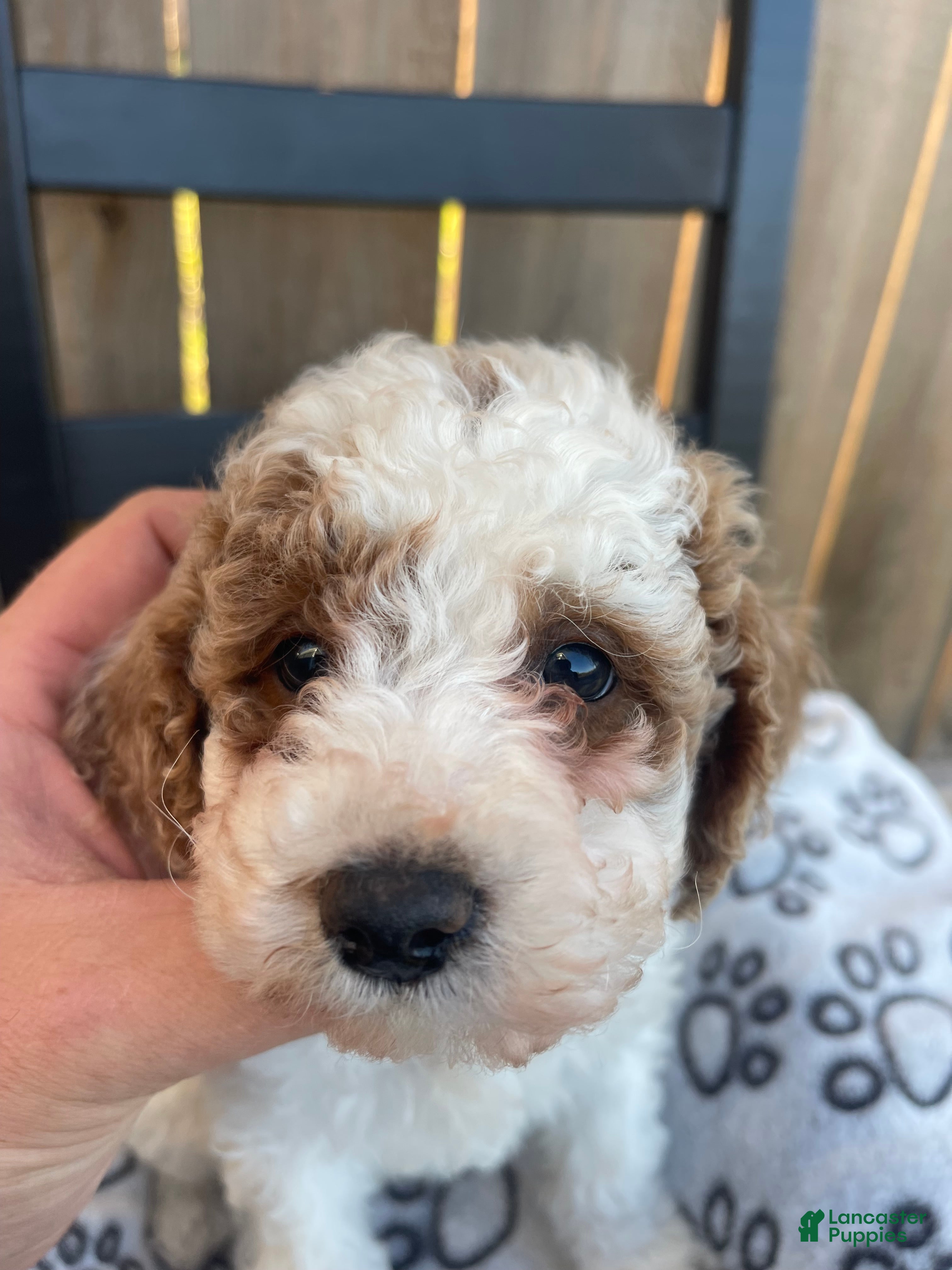 Mini Goldendoodle dogs Buddy (mini goldendoodle) - Ad 4