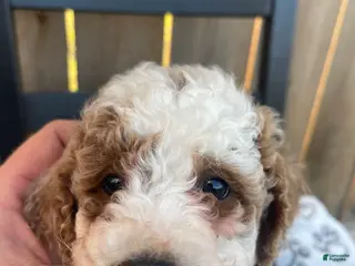 Mini Goldendoodle dogs Buddy (mini goldendoodle) - Ad 4