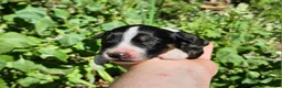 Australian Shepherd dogs for sale: Australian Shepherd 8 - Ad 1