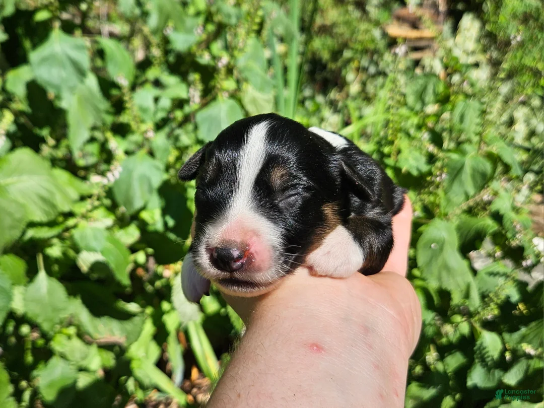 Australian Shepherd dogs for sale: Australian Shepherd 8 - Ad 1