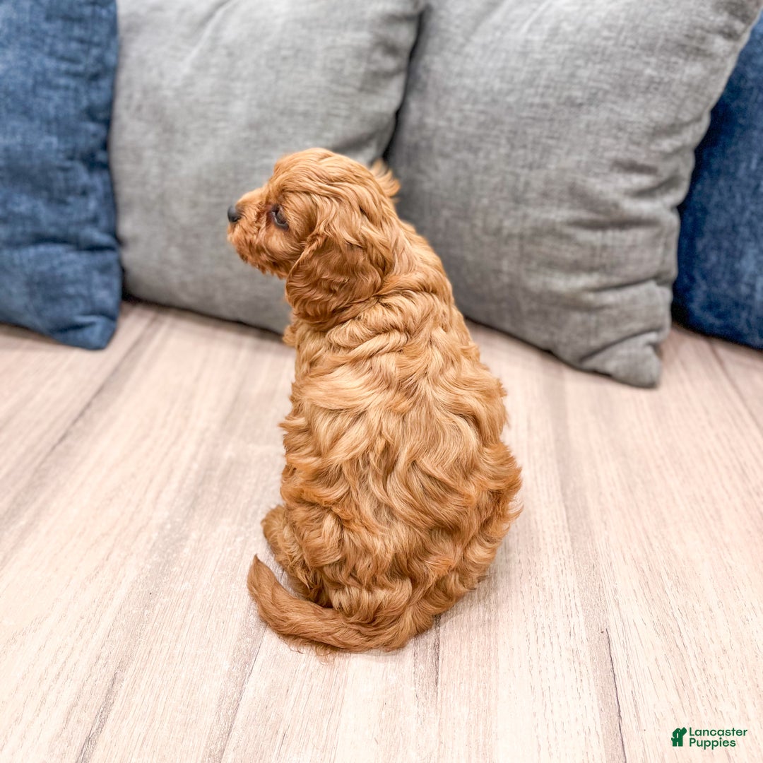 Cavapoo dogs for sale: Brody - Ad 5