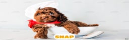 Cockapoo dogs for sale: Snap - Ad 9