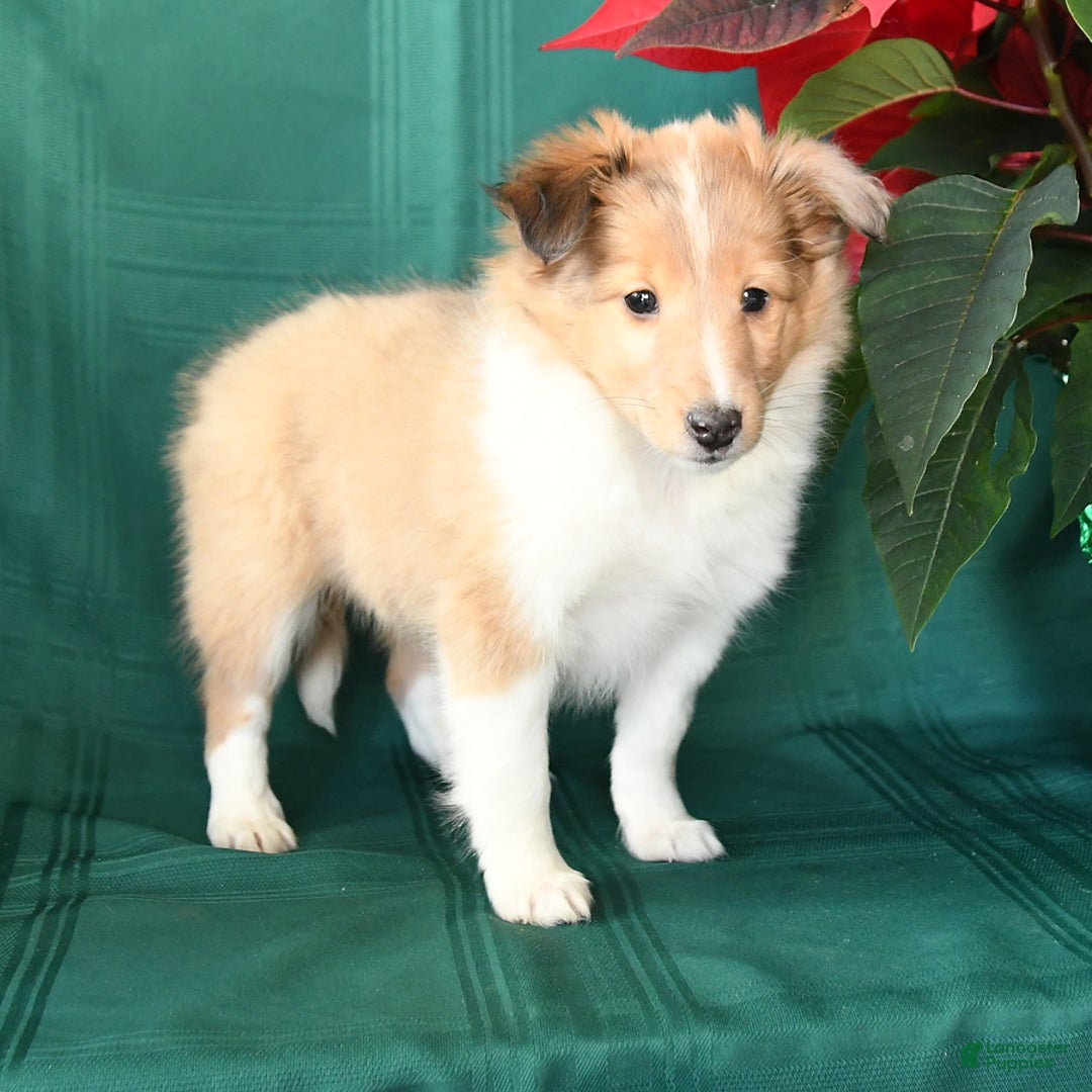 Shetland Sheepdog dogs for sale: Marie   - Ad 4