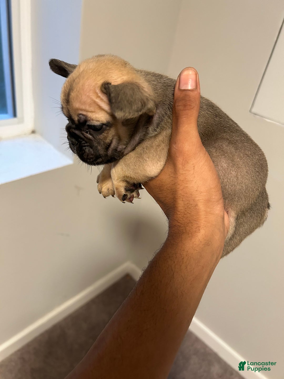 French Bulldog dogs for sale: Lola - Ad 5