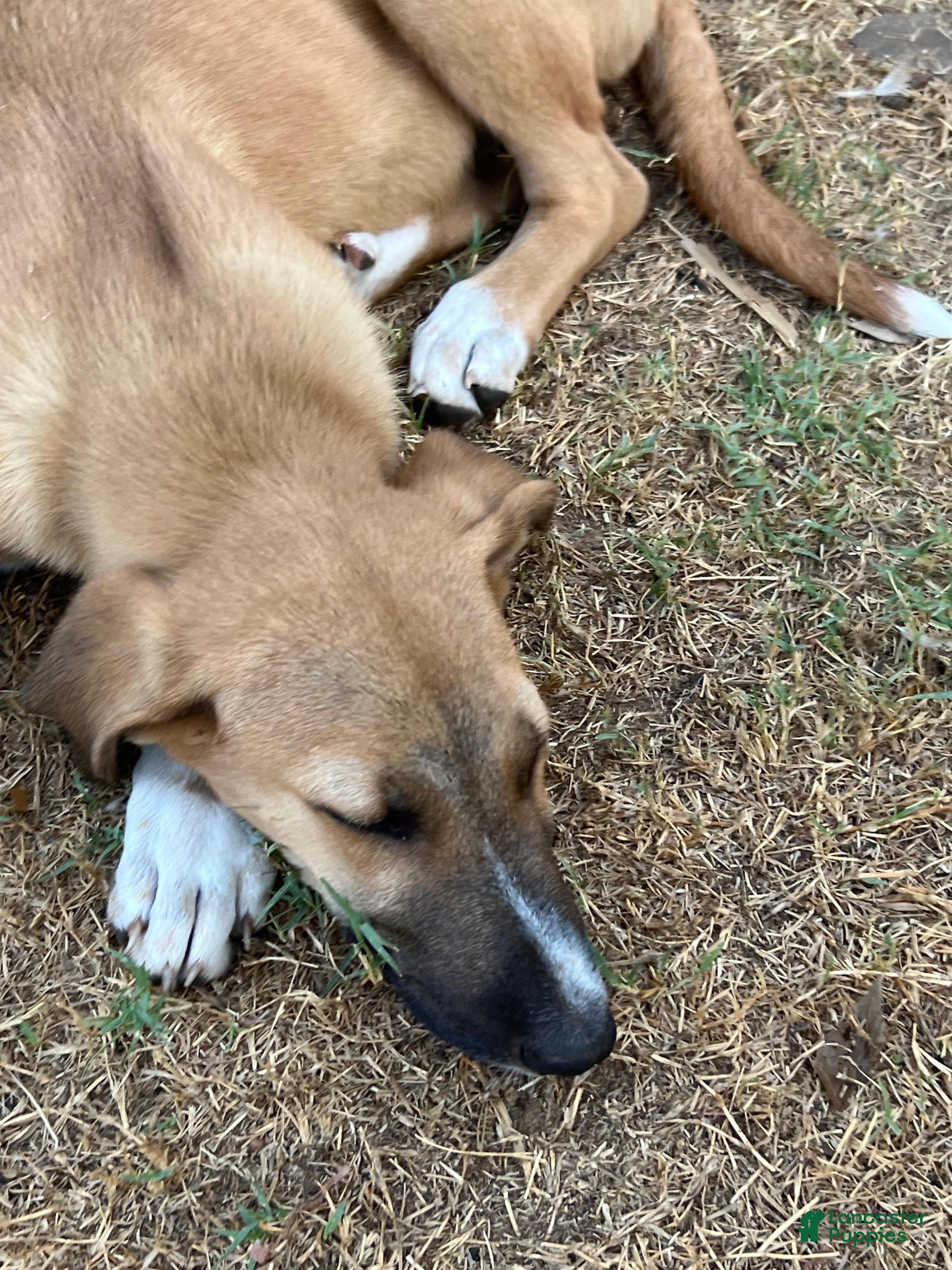Mixed Breed dogs Little C - Ad 1