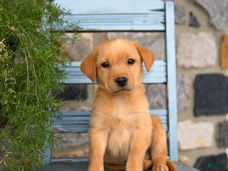 Labrador Retriever dogs ChexMix - Ad 39