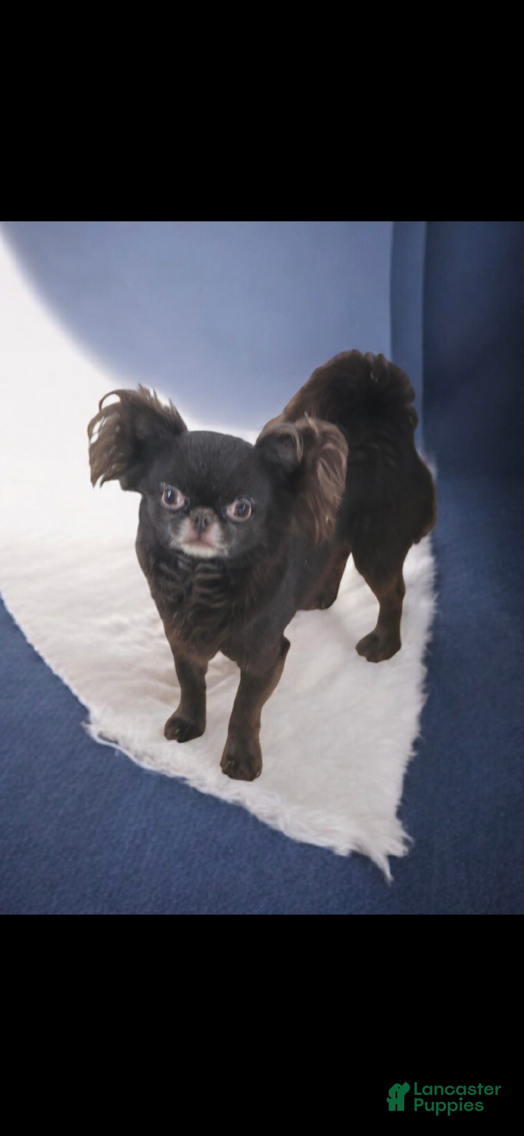 Chihuahua dogs for sale: Lana - Ad 9