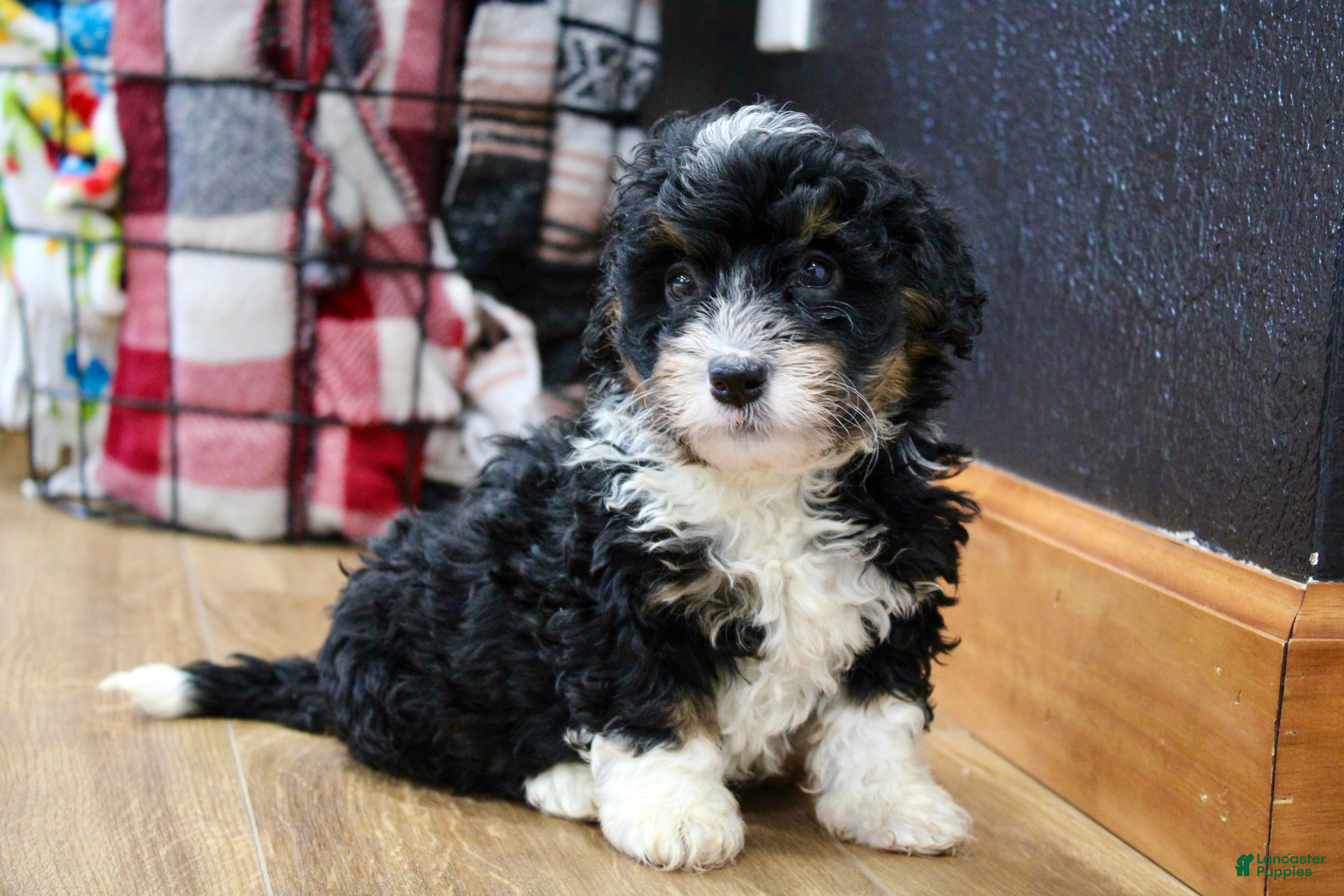Mini Bernedoodle dogs Rover - Ad 1