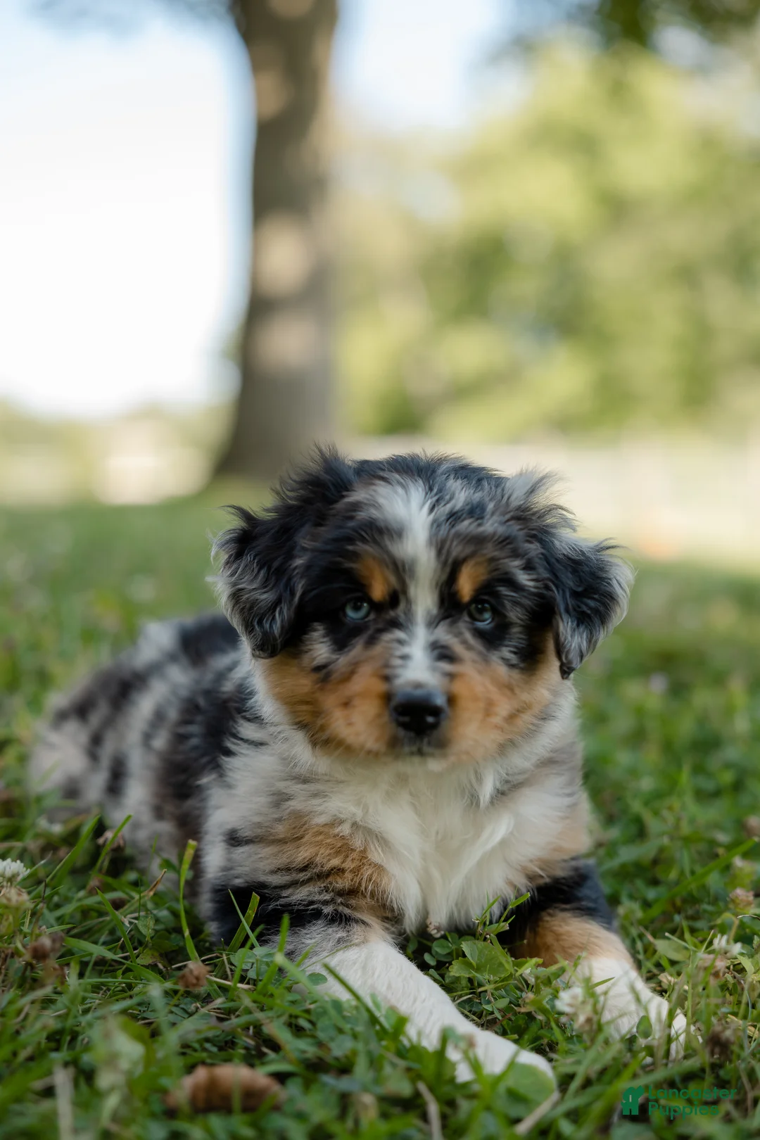 Australian Shepherd dogs for sale: Stella.  (Sweetie) - Ad 2