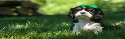 Cavalier King Charles Spaniel dogs for sale: Maxwell 🐾🐶 - Ad 12