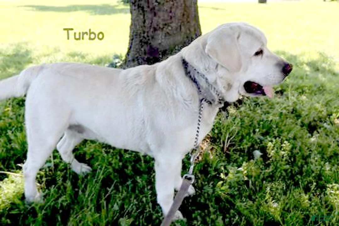 Labrador Retriever dogs for sale: Daisy - Ch lines -Special price - Ad 5