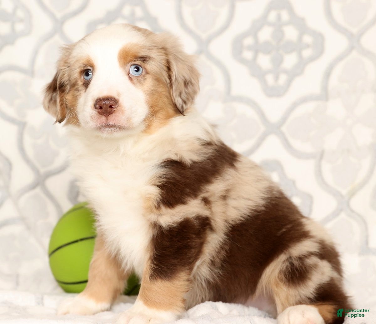 Miniature Australian Shepherd dogs Jake - Ad 11