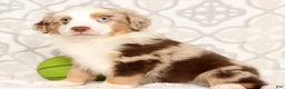 Miniature Australian Shepherd dogs for sale: Jake - Ad 1