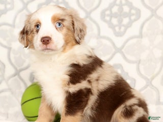 Miniature Australian Shepherd dogs Jake - Ad 11