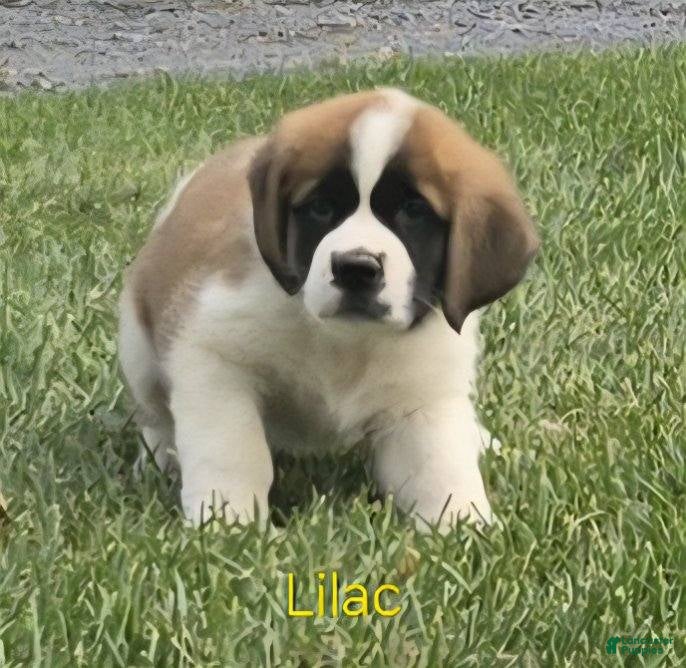 Saint Bernard Puppies for sale in Andover, Ohio Lancaster Puppies