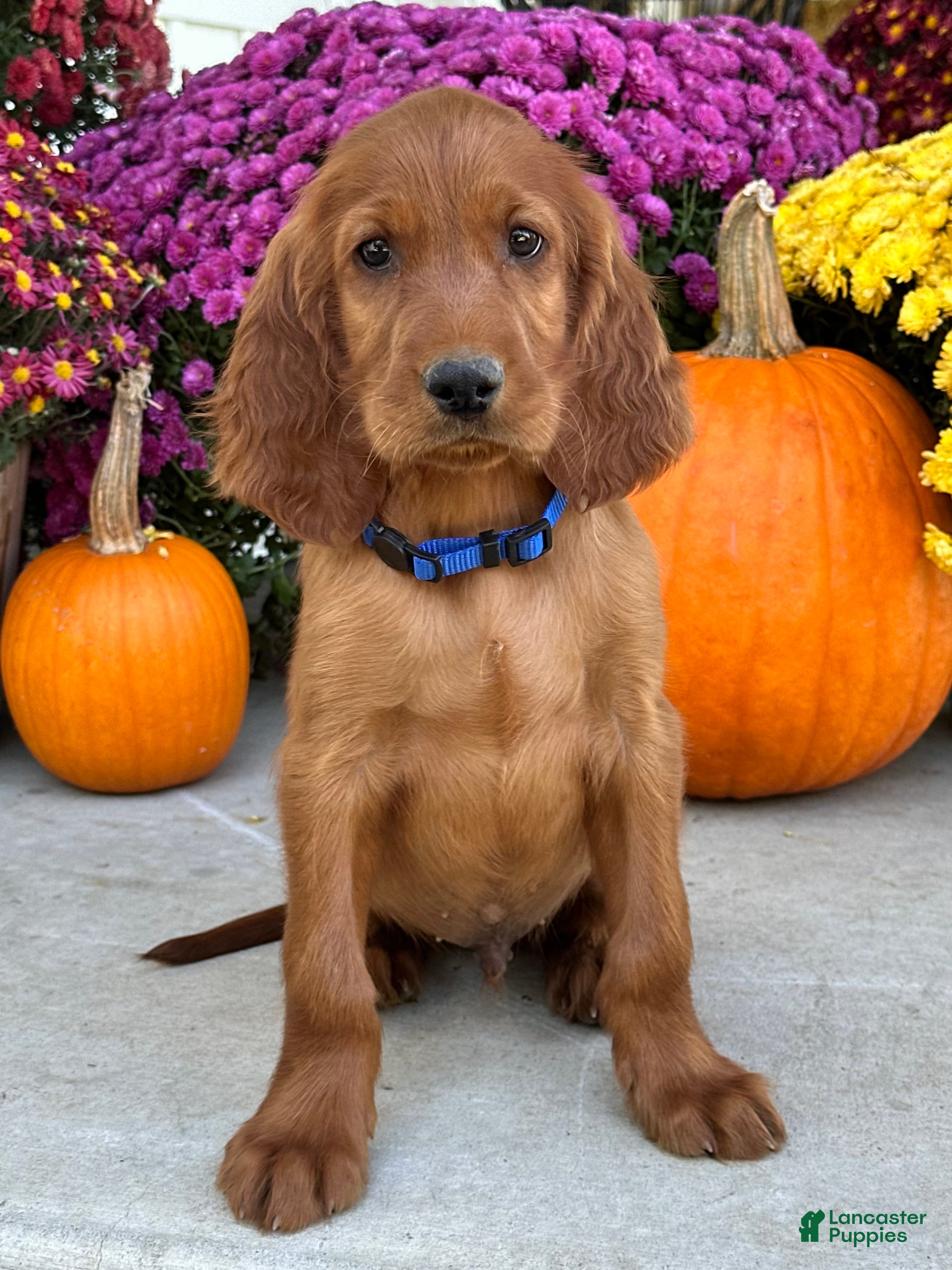 Irish Setter dogs Ralph - Ad 2