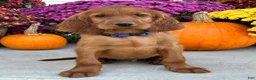 Irish Setter dogs for sale: Ralph - Ad 2