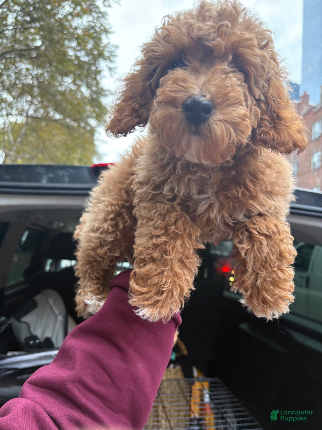 Miniature Poodle dogs for sale: Mike - Ad 3