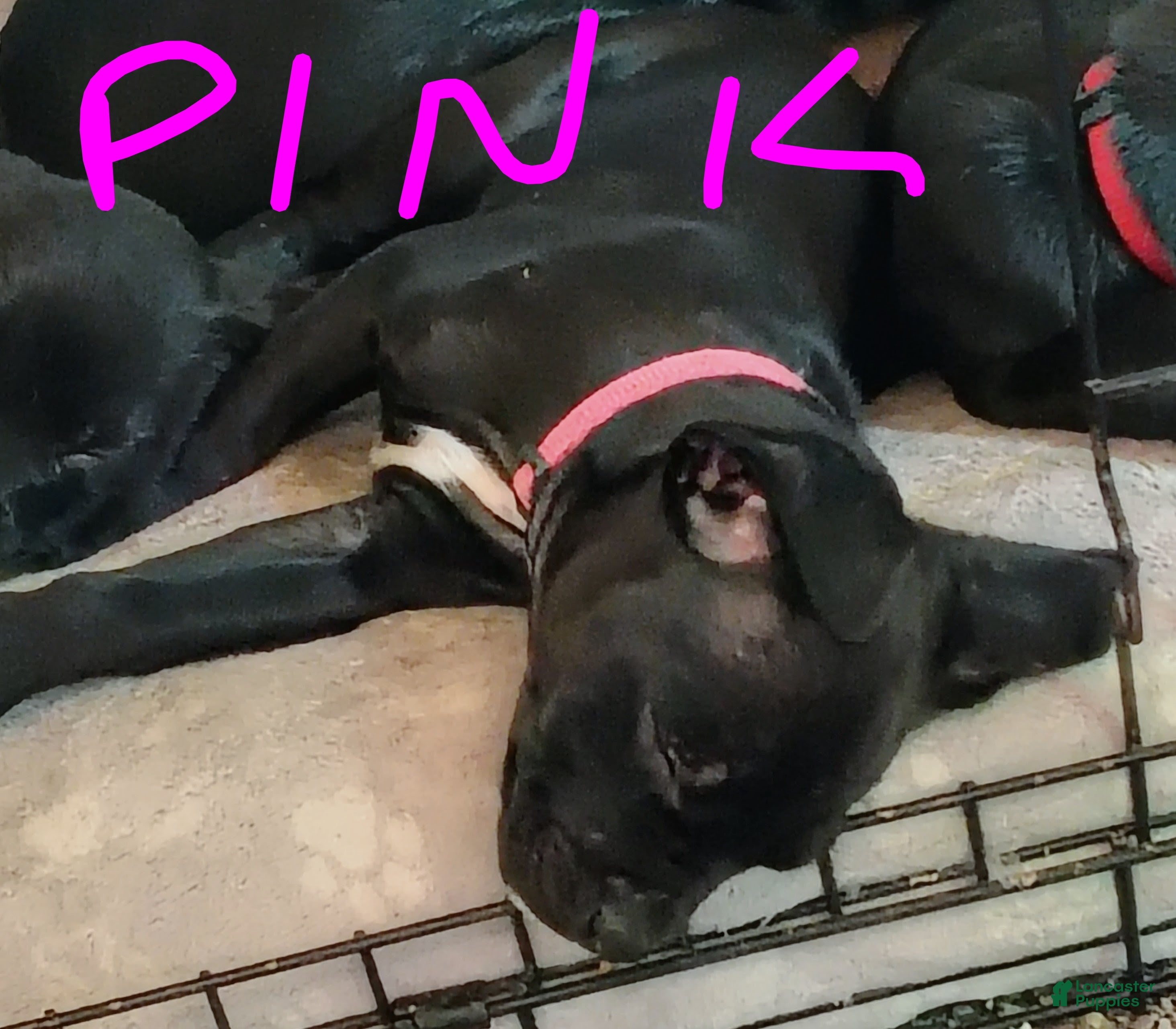 Mixed Breed dogs Mixed Breed Puppy 11 - Ad 23