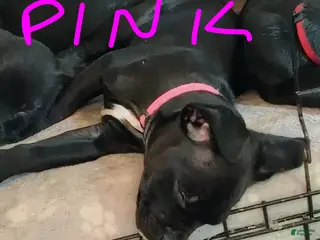 Mixed Breed dogs Mixed Breed Puppy 11 - Ad 23